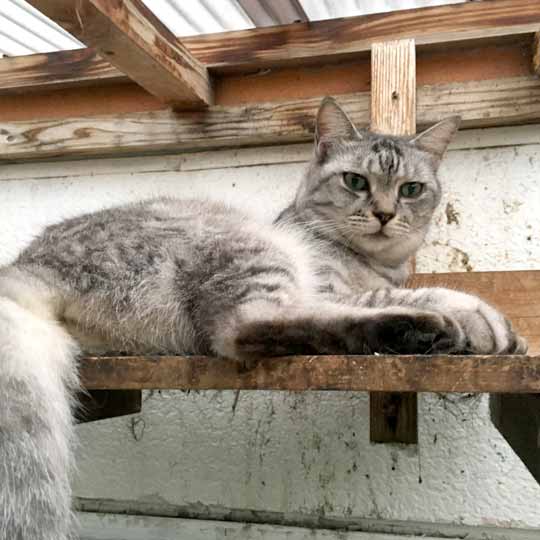 ハーマイオニー